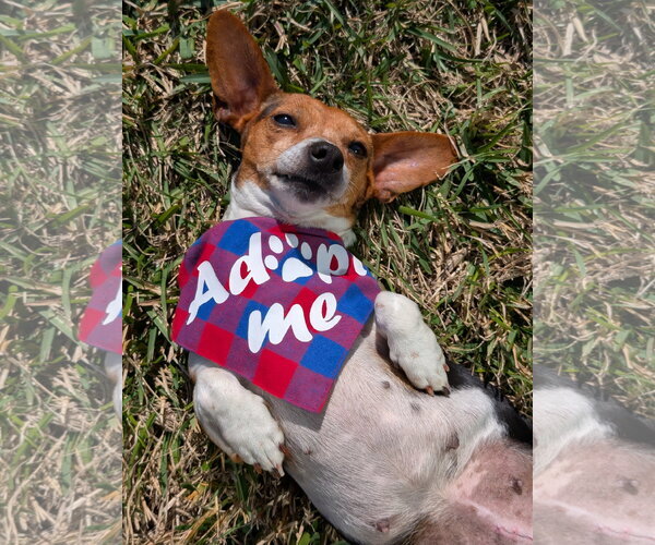 Medium Photo #7 Chiweenie Puppy For Sale in Missouri City, TX, USA