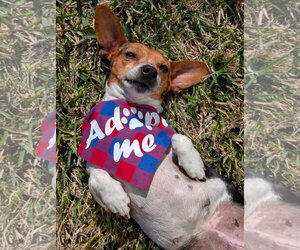 Coletta - Female Chiweenie Dog for Adoption - Photo #7