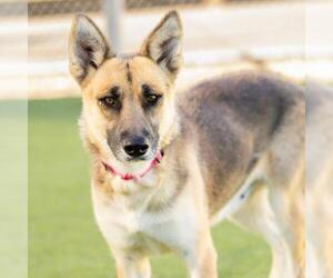 German Shepherd Dog Dogs for adoption in Camarillo, CA, USA