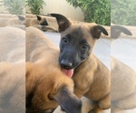 Small Photo #2 Belgian Malinois Puppy For Sale in PALMDALE, CA, USA