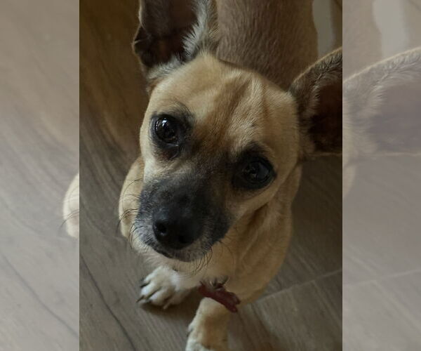 Medium Photo #2 Chiweenie Puppy For Sale in The Woodlands, TX, USA