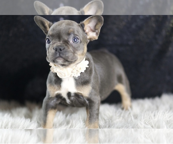 Medium Photo #28 French Bulldog Puppy For Sale in WARSAW, IN, USA