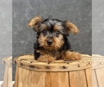 Litter of 8 - Male(s) and Female(s) Yorkshire TerrierLitter of Puppies for Sale - Photo #10