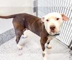 Small #1 Staffordshire Bull Terrier