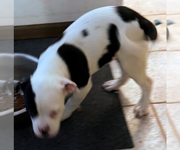 Medium Photo #49 American Bulldog Puppy For Sale in INDEPENDENCE, MO, USA
