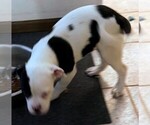 Small Photo #49 American Bulldog Puppy For Sale in INDEPENDENCE, MO, USA