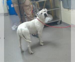 American Pit Bull Terrier-Labrador Retriever Mix Dogs for adoption in Denver, CO, USA