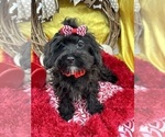 Small Photo #10 Maltipoo Puppy For Sale in LANCASTER, MO, USA