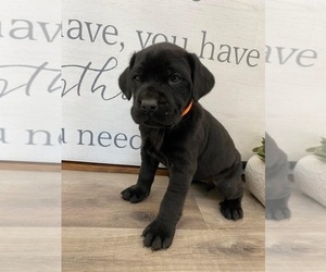 Mastador Puppy for sale in WILLIAMSBURG, OH, USA