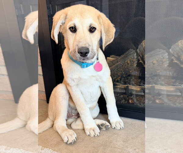 Medium Photo #8 Mutt Puppy For Sale in St. Louis Park, MN, USA