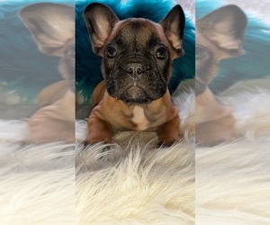 French Bulldog Puppy for sale in CARTHAGE, TX, USA