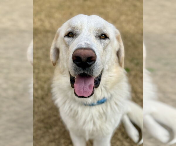Medium Photo #1 Great Pyrenees Puppy For Sale in Oak Bluffs, MA, USA