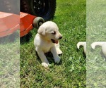 Small Photo #13 Labrador Retriever Puppy For Sale in LEBANON, MO, USA