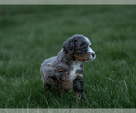 Small #10 Miniature Bernedoodle