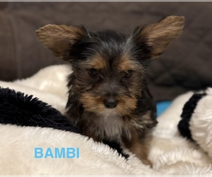 Yorkshire Terrier Litter for sale in ORLANDO, FL, USA
