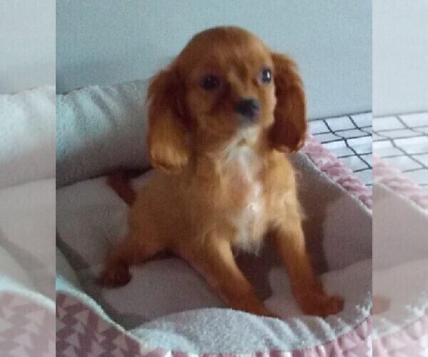 Medium Photo #1 Cavalier King Charles Spaniel Puppy For Sale in FREDERICKSBURG, OH, USA
