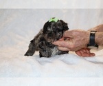 Small #2 ShihPoo