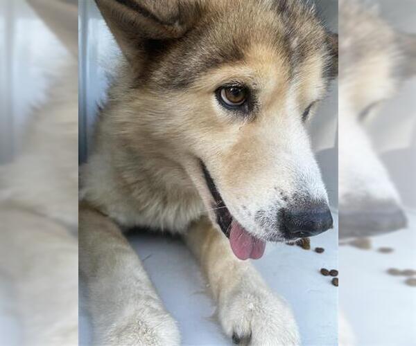 Medium Photo #1 Siberian Husky Puppy For Sale in Houston, TX, USA
