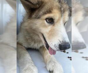 Siberian Husky Dogs for adoption in Houston, TX, USA