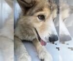 Small Siberian Husky