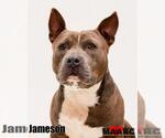 Small #5 American Bulldog Mix