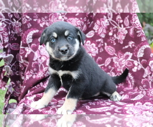 Labrador Retriever-Siberian Husky Mix Puppy for sale in SHILOH, OH, USA