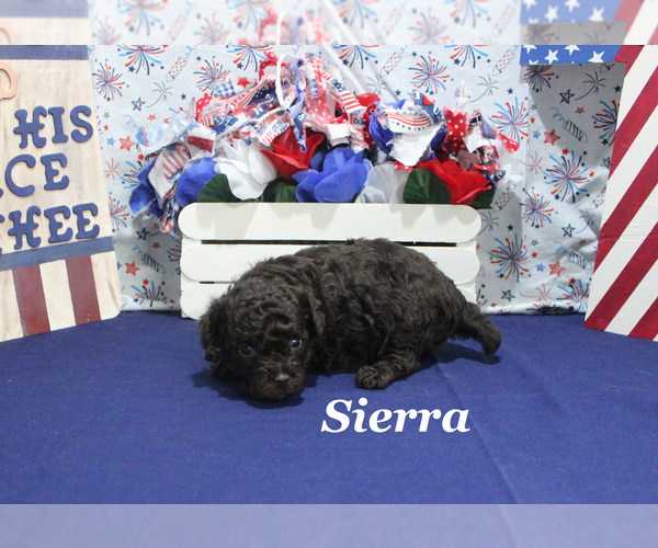 Medium Photo #9 Poodle (Toy) Puppy For Sale in CHANUTE, KS, USA