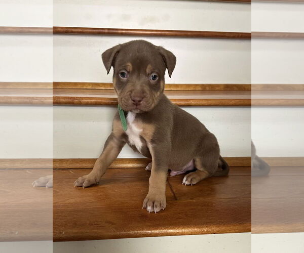 Medium Photo #1 Mutt Puppy For Sale in Euless, TX, USA