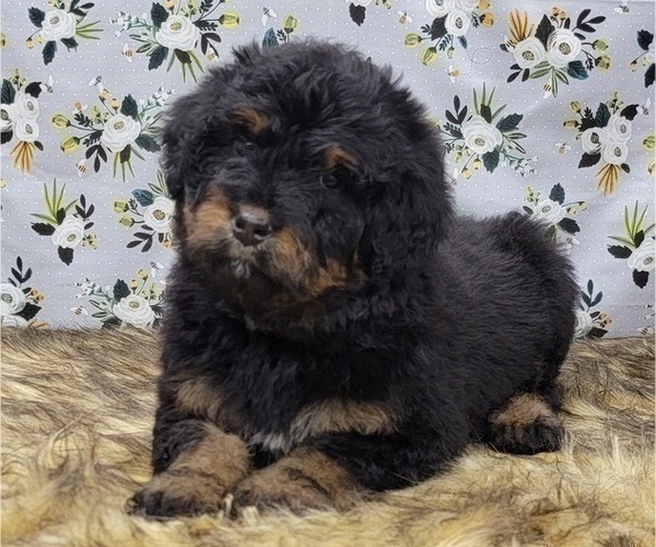 Medium Photo #2 Bernedoodle Puppy For Sale in BLAKESBURG, IA, USA