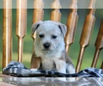 Puppy Brownie American Pit Bull Terrier-Australian Shepherd Mix
