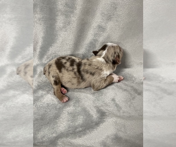 Medium Photo #10 Miniature Australian Shepherd Puppy For Sale in ARDMORE, OK, USA