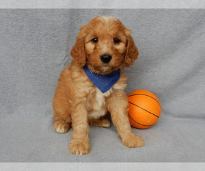 Goldendoodle Puppy for sale in MILLERSBURG, OH, USA