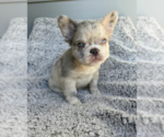 Small #1 French Bulldog