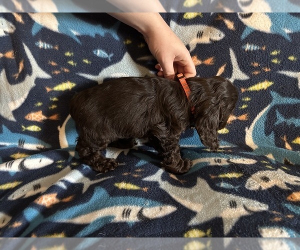 Medium Photo #40 Cocker Spaniel Puppy For Sale in COLBERT, GA, USA