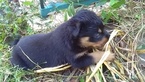 Small Photo #13 Rottweiler Puppy For Sale in ADEL, IN, USA