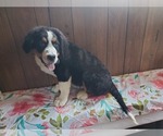Small #5 Bernese Mountain Dog