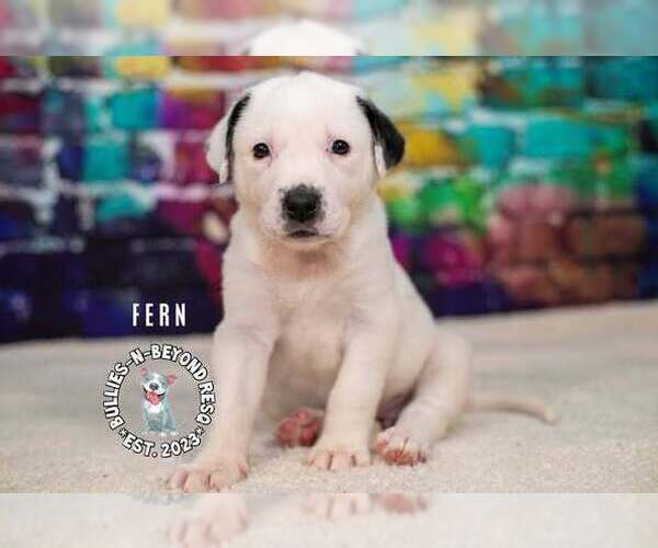 Medium Photo #1 Staffordshire Bull Terrier-Unknown Mix Puppy For Sale in Omaha, NE, USA