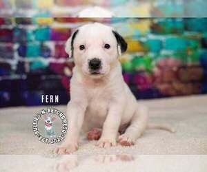 Staffordshire Bull Terrier-Unknown Mix Dogs for adoption in Omaha, NE, USA