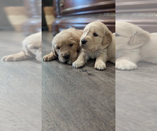 Medium Photo #2 English Cream Golden Retriever Puppy For Sale in SACRAMENTO, CA, USA