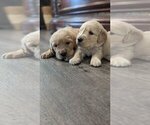 Small #1 English Cream Golden Retriever
