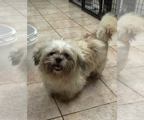 Medium Photo #4 Shih Tzu Puppy For Sale in Osgood, IN, USA