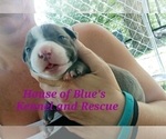 Small #20 American Pit Bull Terrier