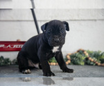 Small #2 Cane Corso