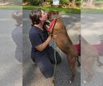 Small #2 American Pit Bull Terrier Mix