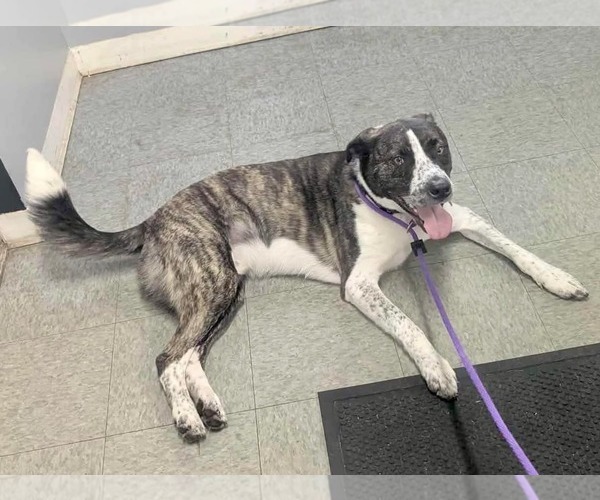 Medium Photo #5 American Pit Bull Terrier-Saint Bernard Mix Puppy For Sale in Germantown, OH, USA