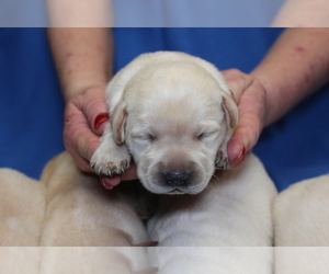 Labrador Retriever Puppy for Sale in LORETTO, Kentucky USA