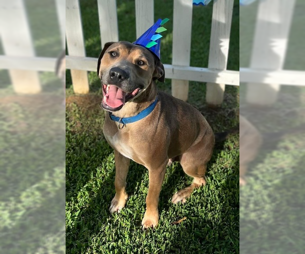 Medium Photo #5 Mutt Puppy For Sale in OKLAHOMA CITY, OK, USA