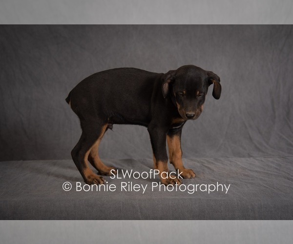 Medium Photo #5 Australian Shepherd Puppy For Sale in PLEASANTON, KS, USA