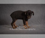 Small Photo #5 Australian Shepherd Puppy For Sale in PLEASANTON, KS, USA