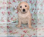 Small Photo #1 English Cream Golden Retriever Puppy For Sale in BLOOMINGTON, IN, USA